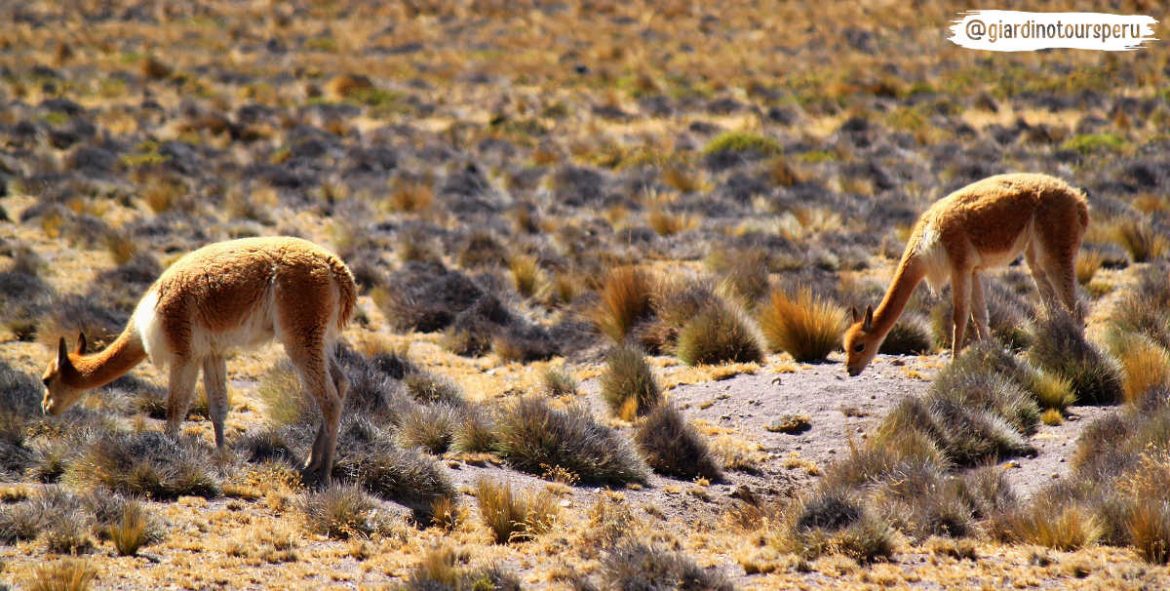 Salinas y Aguada Blanca_Salinas and Aguada Blanca