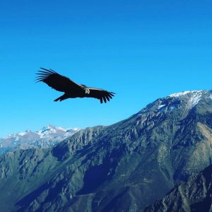 Read more about the article Colca Canyon Tours & Excursions