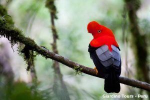 Read more about the article The Peruvian Amazon forest