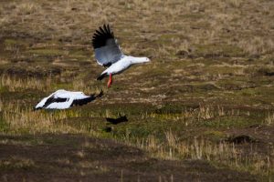 Read more about the article Arequipa city & Birding Experience  5 days